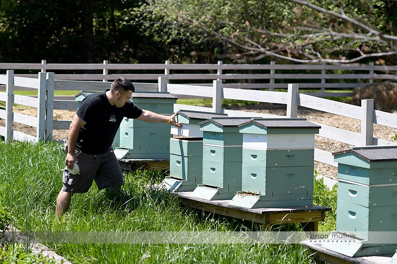 mast farm inn beehives