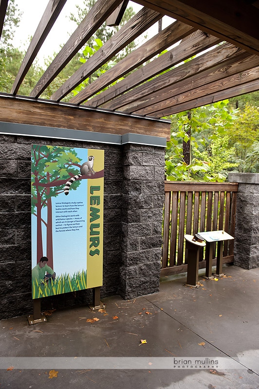 lemur exhibit at durham museum of life and science