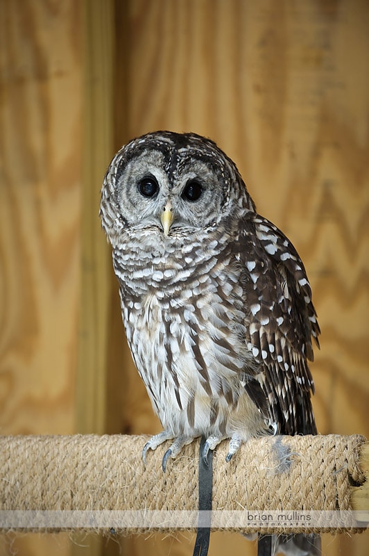 owl at durham museum of life and science