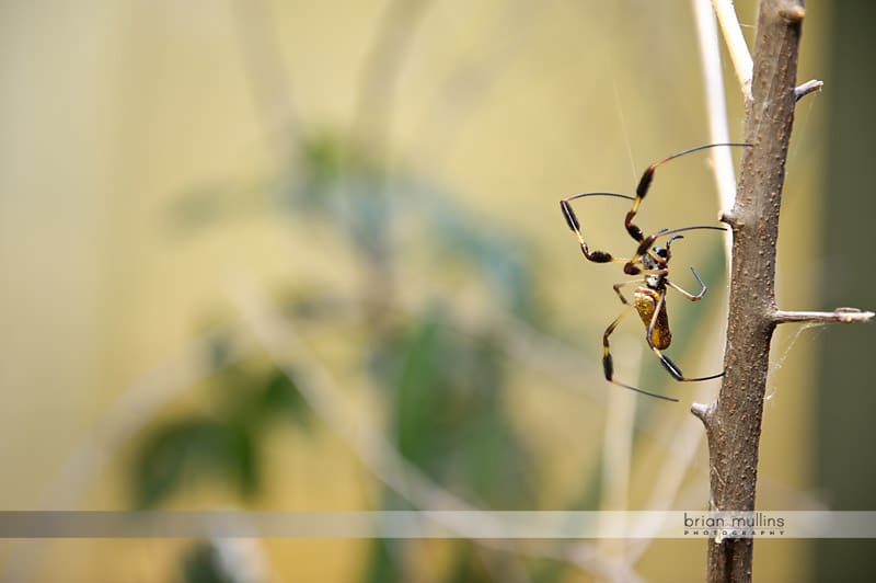 spider exhibit at durham museum of life and science