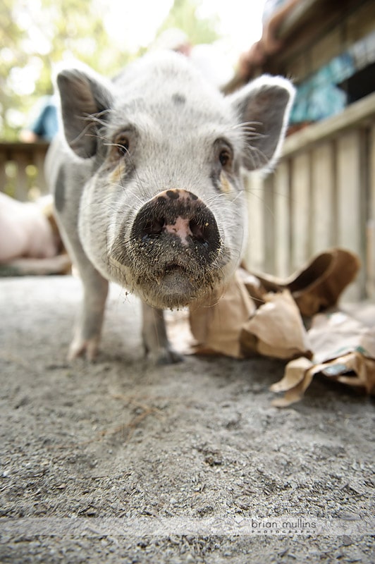 pig at durham museum of life and science