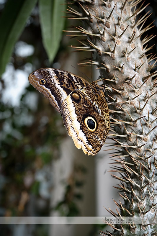 butterflies at durham museum of life and science