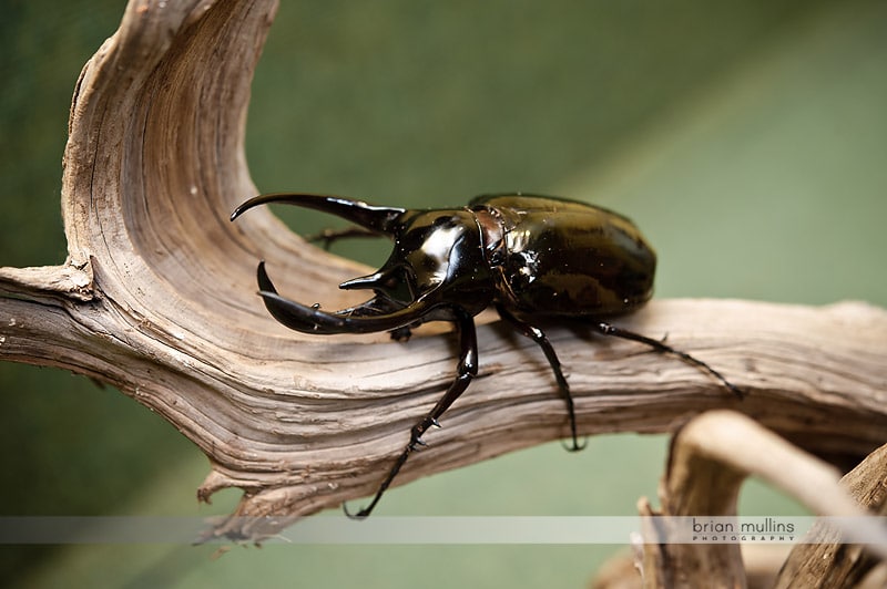 durham museum of life and science insect exhibit