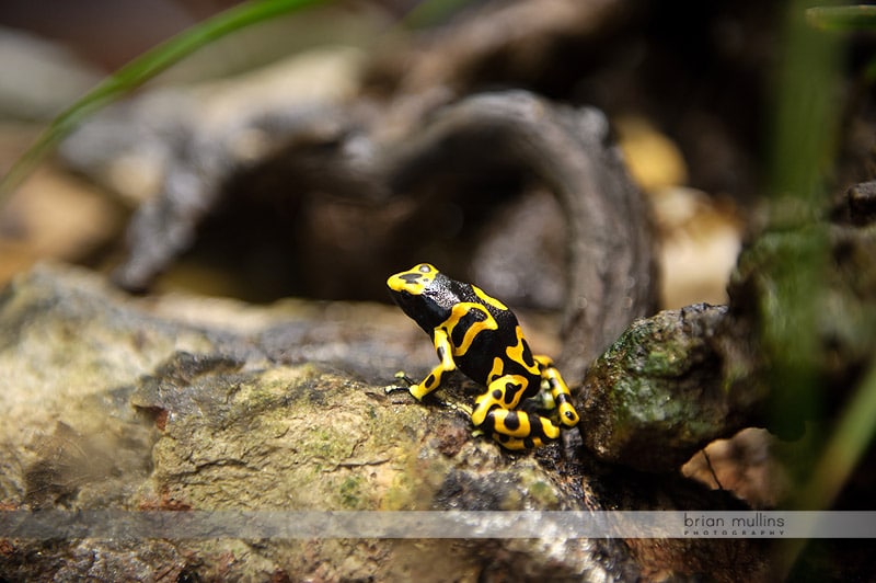 poison dart frog