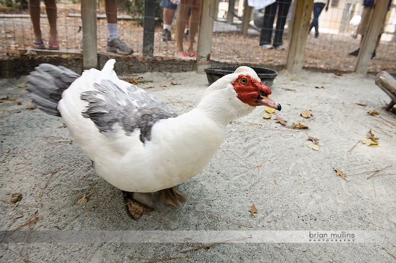 goose at durham museum of life and science