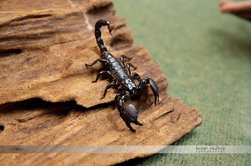 scorpion at durham museum of life and science