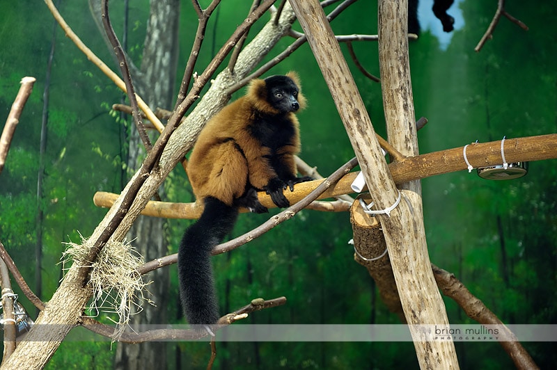 lemurs at durham museum of life and science