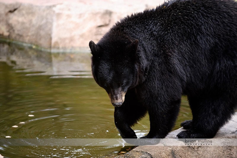 bears at durham museum of life and science