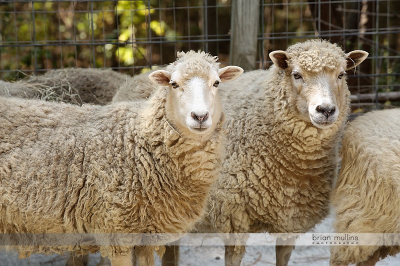 sheep at durham museum of life and science