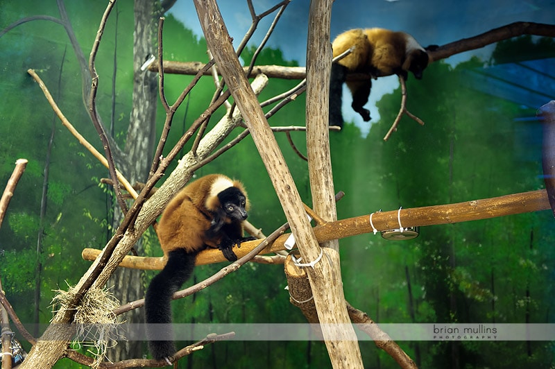 durham museum of life and science lemurs