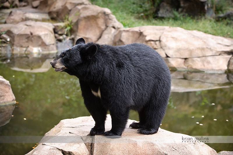 durham museum of life and science bear exhibit