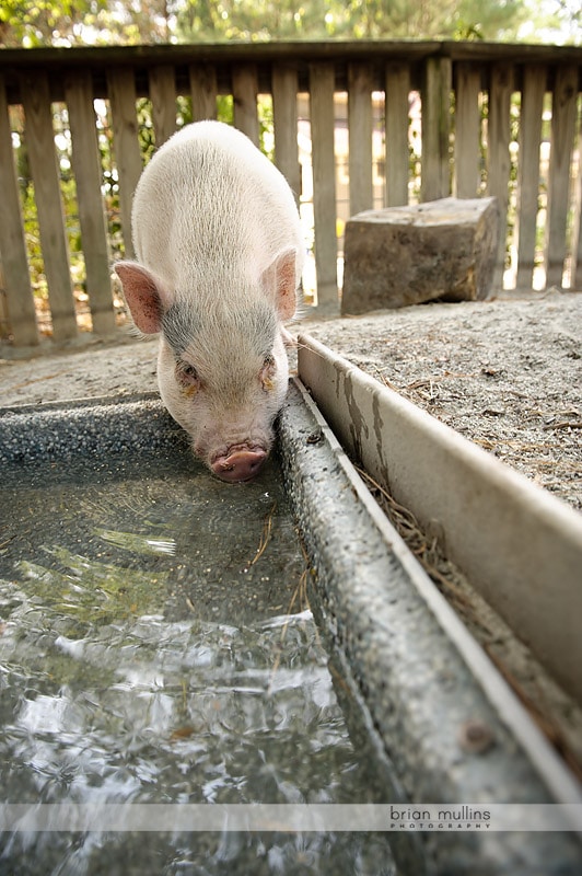 pig drinking from trough