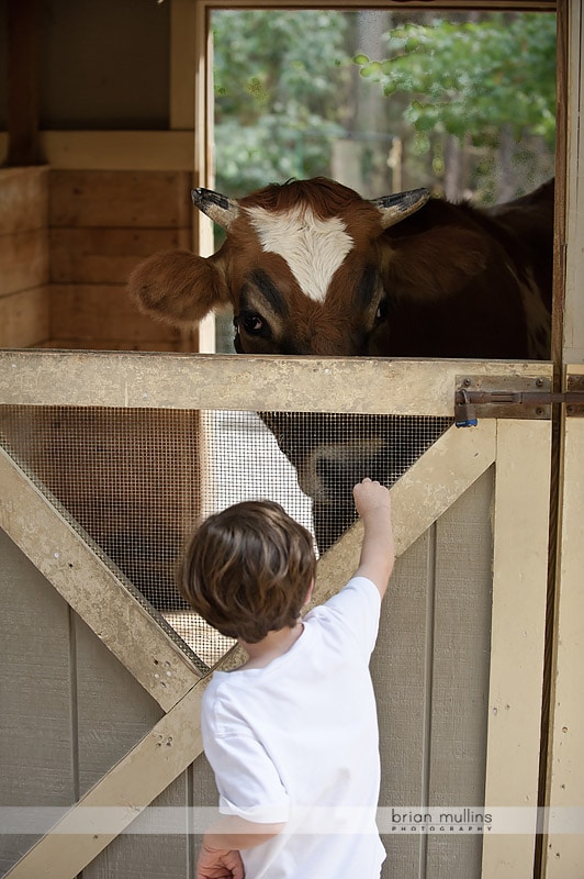 kids and cows