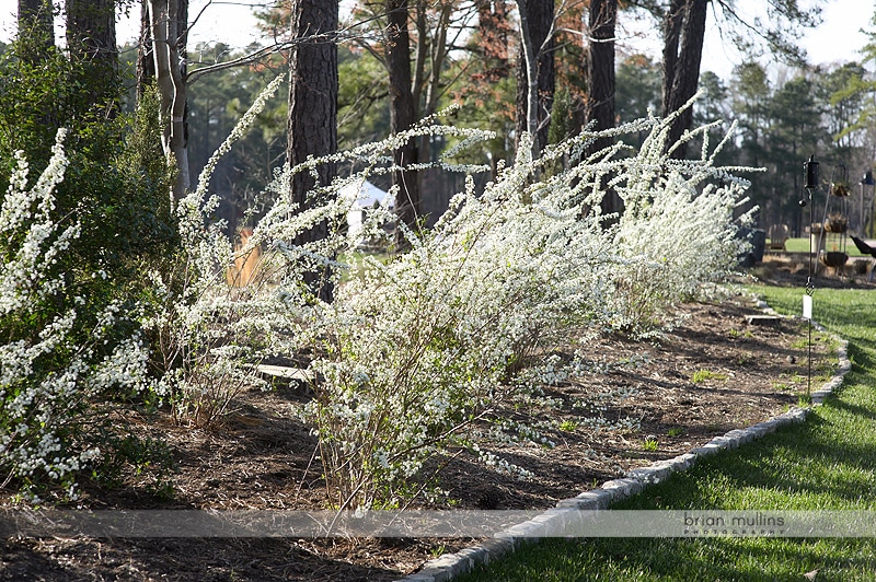 angus barn pavilion grounds