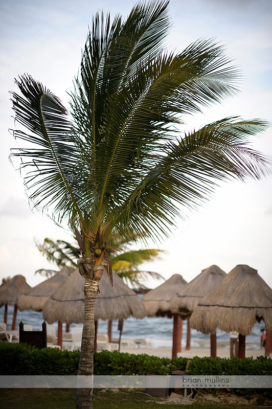 palm trees in mexico